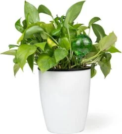 Merkloos Decopatent® 4 Stuks - Waterdruppelaar Voor Planten - Watergever - Glas - Waterbollen - Watergeefsysteem - Plantenbollen - Groen -Buitentuin Winkel 1091x1200 4