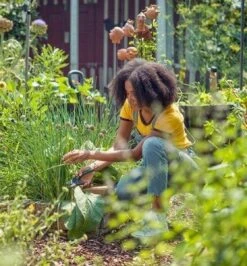 GARDENA - ExpertCut - Snoeischaar - 22 Diameter Tak 32 GARDENA - ExpertCut - Snoeischaar - 22 Diameter Tak -Buitentuin Winkel 1116x1200 2