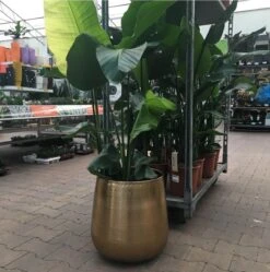 Gina Da Bloempot Karakter Goud - XL -Buitentuin Winkel 1191x1200 11