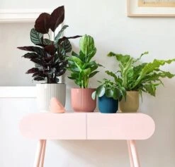 Elho Vibes Fold Rond Wielen 35 - Bloempot Voor Binnen - Ø 34.9 X H 32.4 Cm - Delicaat Roze -Buitentuin Winkel 1200x1149 8