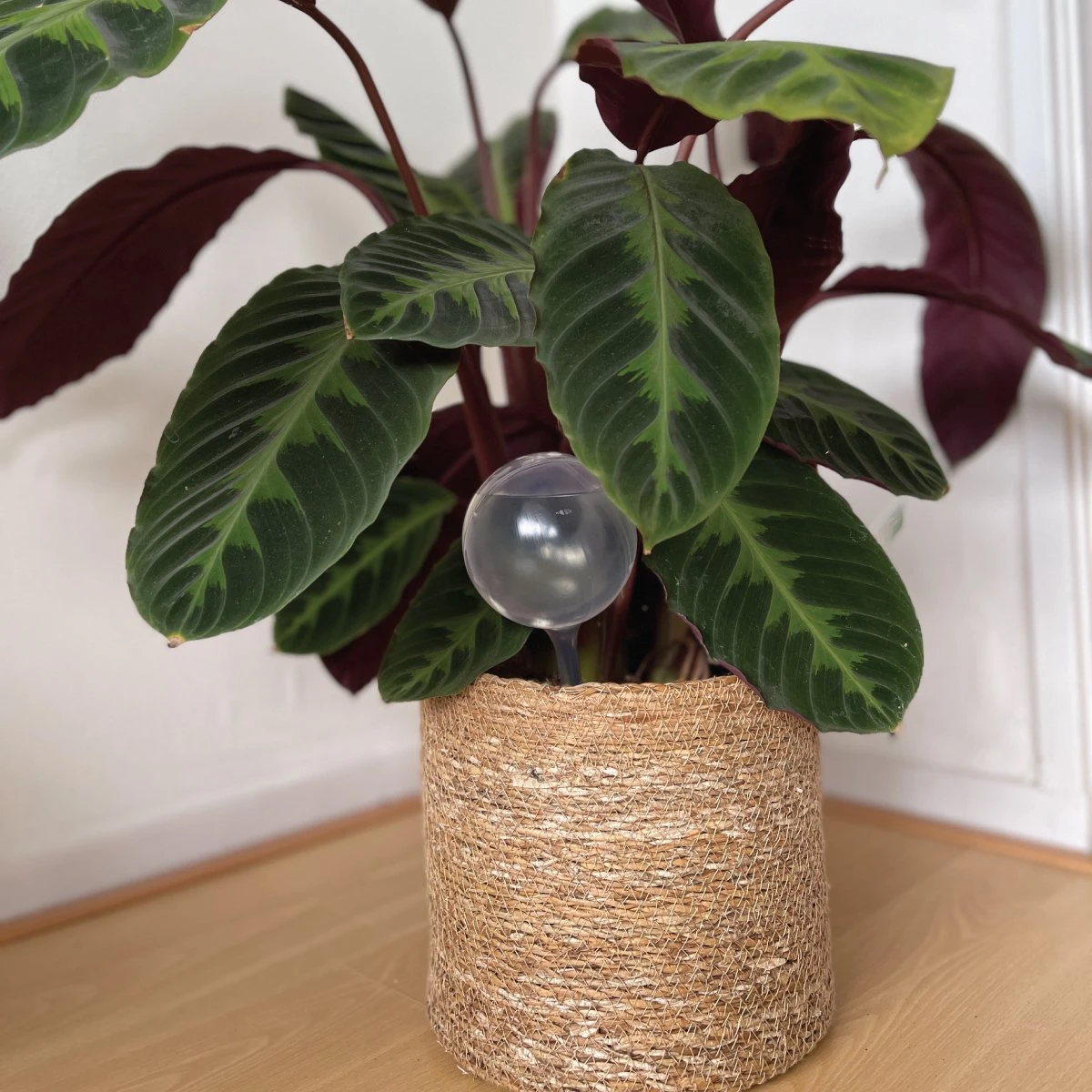 Merkloos JADI - Druppelsysteem - Waterdruppelaar Voor Uw Planten - Set Van 6 Stuks - 3 Grote & 3 Kleine - Transparante Waterbollen 4 Merkloos JADI - Druppelsysteem - Waterdruppelaar Voor Uw Planten - Set Van 6 Stuks - 3 Grote & 3 Kleine - Transparante Waterbollen - Afbeelding 2