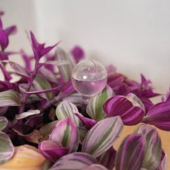 Merkloos JADI - Druppelsysteem - Waterdruppelaar Voor Uw Planten - Set Van 6 Stuks - 3 Grote & 3 Kleine - Transparante Waterbollen 8 Merkloos JADI - Druppelsysteem - Waterdruppelaar Voor Uw Planten - Set Van 6 Stuks - 3 Grote & 3 Kleine - Transparante Waterbollen -Buitentuin Winkel 1200x1200 1870