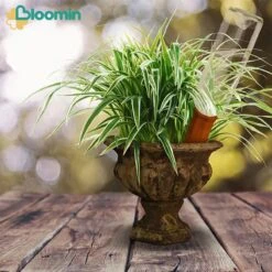 Bloomin Waterdruppelaar Van Terracotta - Waterdruppelaar Voor Planten - Druppelsysteem - Irrigatiesysteem - Watergeefsysteem - Bewateringssysteem - 8 Stuks -Buitentuin Winkel 1200x1200 1915