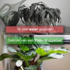 Waterdruppelaar Set Van 6 Stuks - Waterdruppelaar Voor Planten - Watergeefsysteem - Waterbol Irrigatiesysteem - Automatisch Druppelsysteem Voor Kamerplanten & Tuin - Watergever - Doorzichtig - 15cm 15 Waterdruppelaar Set Van 6 Stuks - Waterdruppelaar Voor Planten - Watergeefsysteem - Waterbol Irrigatiesysteem - Automatisch Druppelsysteem Voor Kamerplanten & Tuin - Watergever - Doorzichtig - 15cm -Buitentuin Winkel 1200x1200 1956