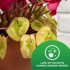 SKYARD® Waterdruppelaar Set Van 10 – Watergeefsysteem Geschikt Binnen (Kamerplanten) En Buiten – Bewateringssysteem Met Instelbare Druppelsnelheid - Irrigatiesysteem - Planten Watergever - Waterbol -Buitentuin Winkel 1200x1200 1968