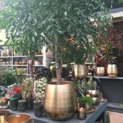 Gina Da Bloempot Karakter Goud - XL -Buitentuin Winkel 1200x1200 2210