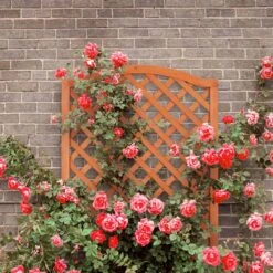 Relaxdays Plantenbak Met Klimrek - Bloembak Trellis - Rankhulp Hout - Voor Klimplanten 13 Relaxdays Plantenbak Met Klimrek - Bloembak Trellis - Rankhulp Hout - Voor Klimplanten -Buitentuin Winkel 1200x1200 2286