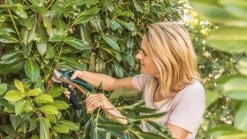 Bosch EasyPrune Accu Snoeischaar - 3.6 V Accu - USB -Buitentuin Winkel 1200x675 26