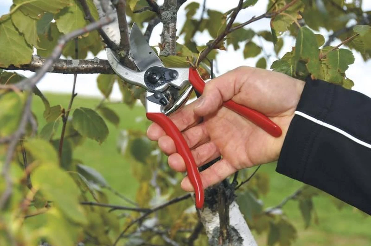 Felco 2 Snoeischaar - Rechtshandig - Max. Knipdiameter 25 Mm - Lengte 215 Mm 9 Felco 2 Snoeischaar - Rechtshandig - Max. Knipdiameter 25 Mm - Lengte 215 Mm - Afbeelding 7