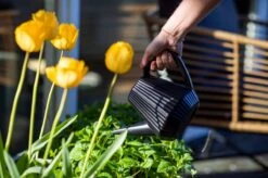 Xala - Gieter Doppio Groove 2L Olijfgrijs -Buitentuin Winkel 1200x799 215