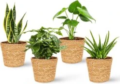 WL Plants - Maki Naturel - Set Van 4 - Plantenmand - Plantenmand Binnen - Bloempot - Plantenhouder - Bloempotten Voor Binnen - Gemaakt Van Riet - 11cm Hoog - 12cm Diameter -Buitentuin Winkel 1200x838 10