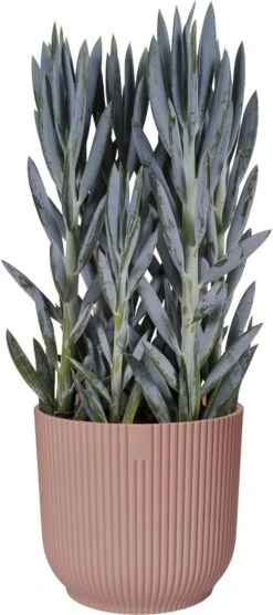 Elho Vibes Fold Rond Wielen 35 - Bloempot Voor Binnen - Ø 34.9 X H 32.4 Cm - Delicaat Roze -Buitentuin Winkel 533x1200