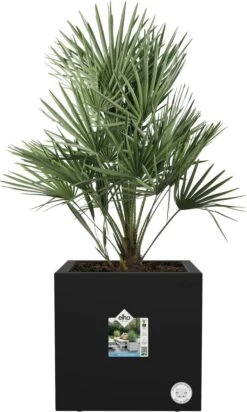 Elho Vivo Next Vierkant 30 - Plantenbak Voor Binnen & Buiten - Ø 29.5 X H 29.5 Cm - Zwart/Living Black -Buitentuin Winkel 719x1200 3
