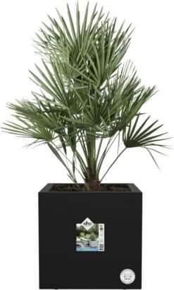 Elho Vivo Next Vierkant 30 - Plantenbak Voor Binnen & Buiten - Ø 29.5 X H 29.5 Cm - Zwart/Living Black -Buitentuin Winkel 720x1200