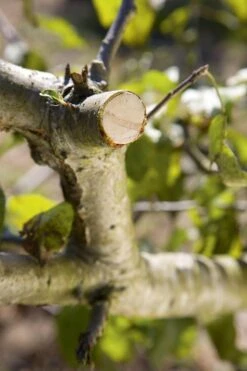 GARDENA - Comfort - Hefboomsnoeischaar Smartcut - Snoeischaar - Takdikte Max. 22 Mm -Buitentuin Winkel 799x1200 27