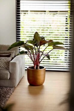 Capi Europe - Bloempot Bol Retro XL - 42x41 - Goud - Bloempot Voor Binnen - Opening ⌀36 - RTG933 -Buitentuin Winkel 800x1200 178