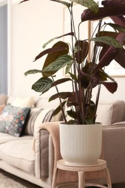 Elho Vibes Fold Rond Wielen 35 - Bloempot Voor Binnen - Ø 34.9 X H 32.4 Cm - Zijdewit -Buitentuin Winkel 800x1200 180