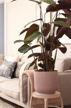 Elho Vibes Fold Rond Wielen 35 - Bloempot Voor Binnen - Ø 34.9 X H 32.4 Cm - Delicaat Roze -Buitentuin Winkel 800x1200 184