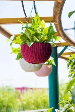 Hangpot Kunststof – Bloempot Hangend – Binnen & Buiten- Plantenhanger –Incl. Afvoerstop – 26 Cm - Zwart -Buitentuin Winkel 801x1200 34