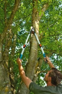 Gardena TeleCut Takkenschaar 650-900 B - Uitschuifbare Armen - Tot Max 90 Cm -Buitentuin Winkel 801x1200 4