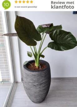 Capi Europe - Vaas Elegant Deluxe Rib NL - 40x60 - Antraciet - Voor Binnen En Buiten - KOFZ1131 17 Capi Europe - Vaas Elegant Deluxe Rib NL - 40x60 - Antraciet - Voor Binnen En Buiten - KOFZ1131 -Buitentuin Winkel 858x1200 3