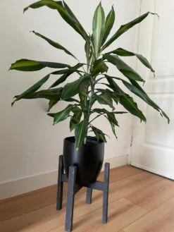 Plantenstandaard Binnen - Diameter Tot 24 Cm - Plantenkruk - Bloempotten Voor Binnen - Plantentafeltje Voor Binnen - Bloempot Standaard | Plantenstandaard - Hout - Mat Zwart -Buitentuin Winkel 900x1200 22