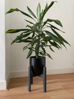 Plantenstandaard Binnen - Diameter Tot 24 Cm - Plantenkruk - Bloempotten Voor Binnen - Plantentafeltje Voor Binnen - Bloempot Standaard | Plantenstandaard - Hout - Mat Zwart -Buitentuin Winkel 900x1200 23