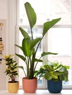 Elho Vibes Fold Rond Wielen 35 - Bloempot Voor Binnen - Ø 34.9 X H 32.4 Cm - Delicaat Roze -Buitentuin Winkel 911x1200 1